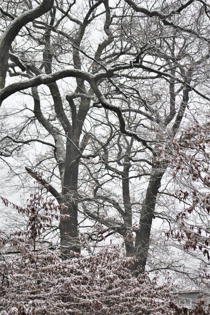 und nun ,  der alte Hain im Schnee