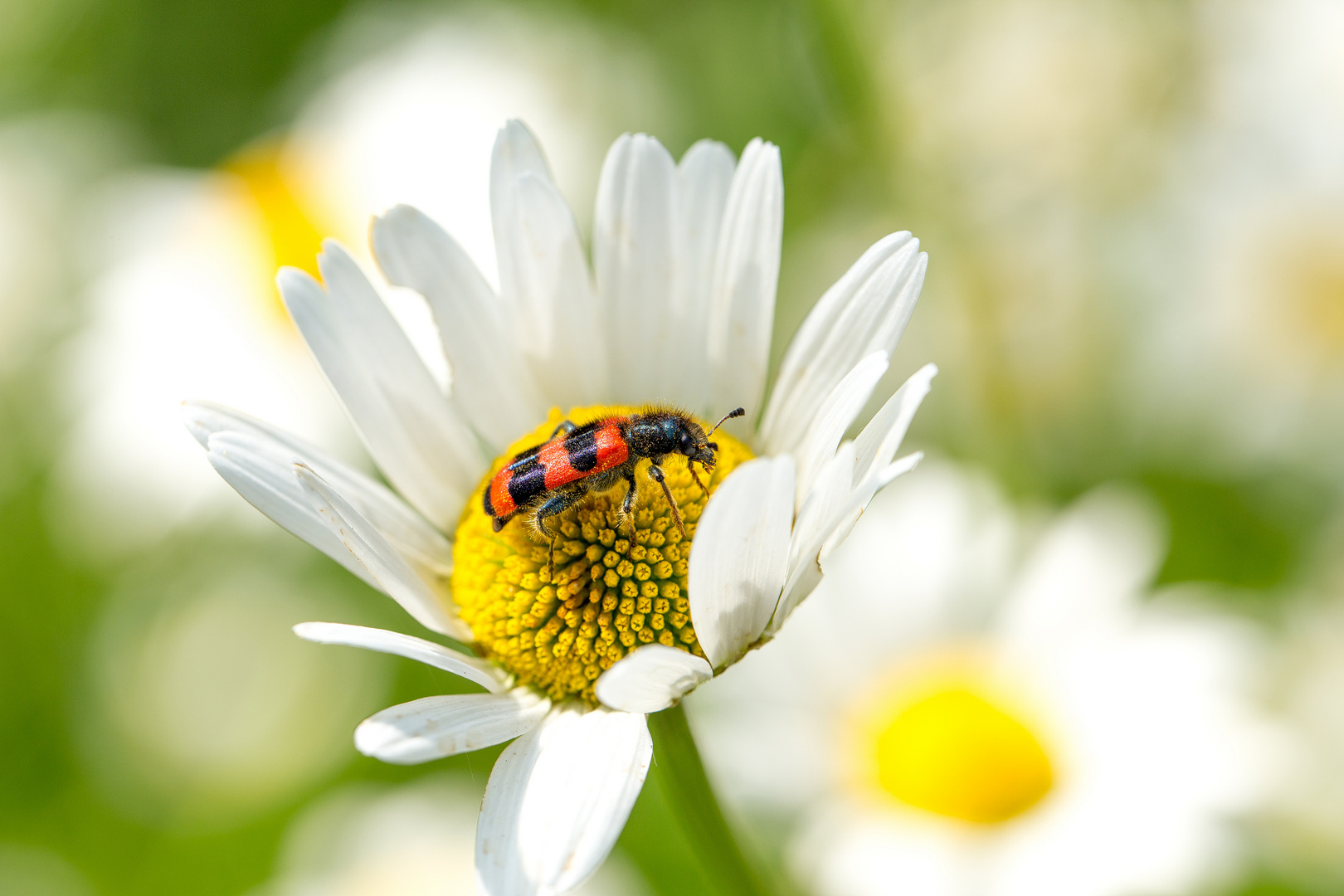 und nun der "Verwandte" - der Gemeine Bienenkäfer...