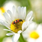 und nun der "Verwandte" - der Gemeine Bienenkäfer...