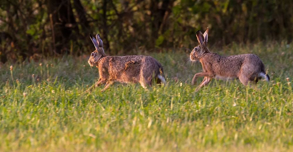 Und nun Hasi, ab ins Nachtleben