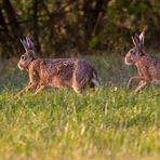 Und nun Hasi, ab ins Nachtleben