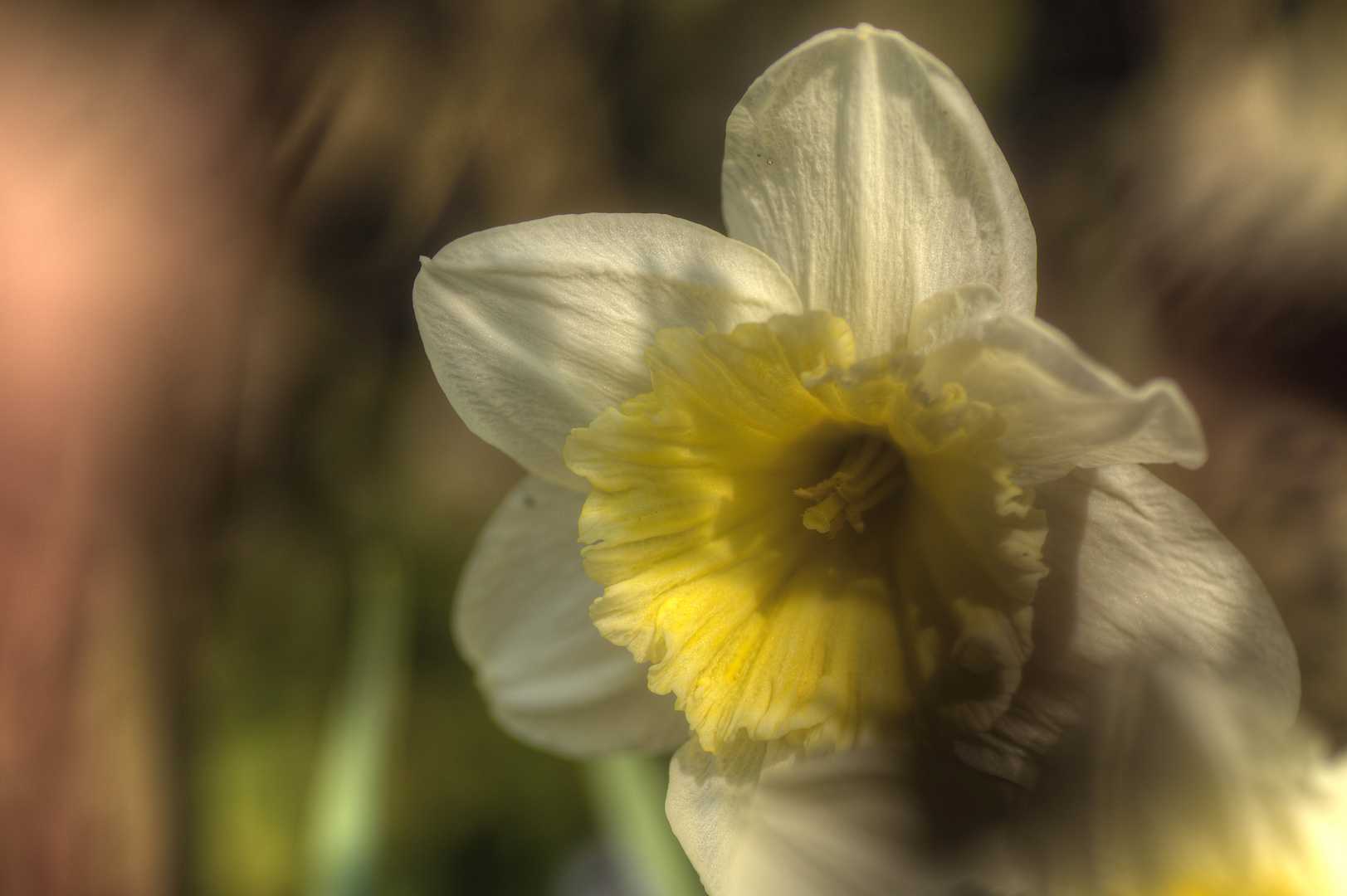 Und nun in Farbe: Die Narzisse