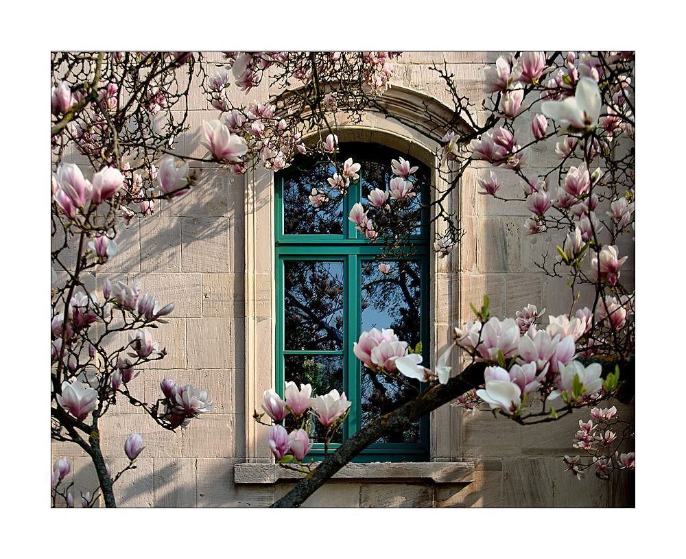 und nun magnolien aus meiningen ...