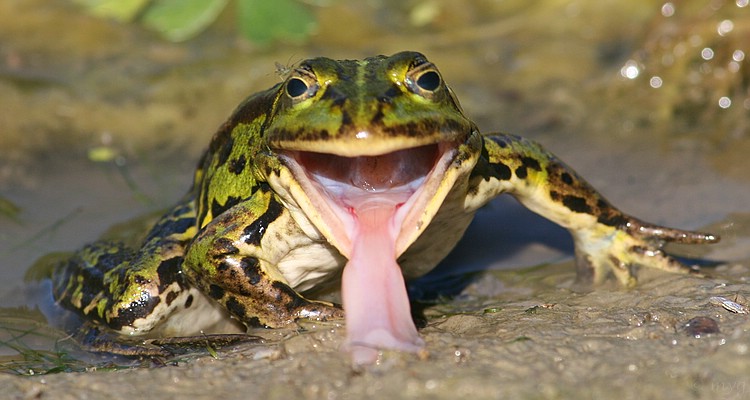 und nun sag mal schön "aaaaaah"