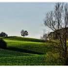 ... und oben steht ein Baum