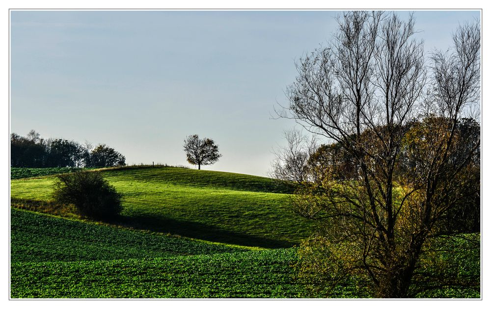 ... und oben steht ein Baum