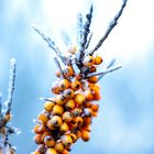 ..... und ohnmächtige Schauer körnigen Eises .... der Frühling nahet?