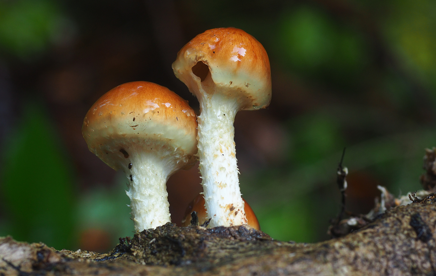 Und Pilze gabs auch bei dem Regenwetter