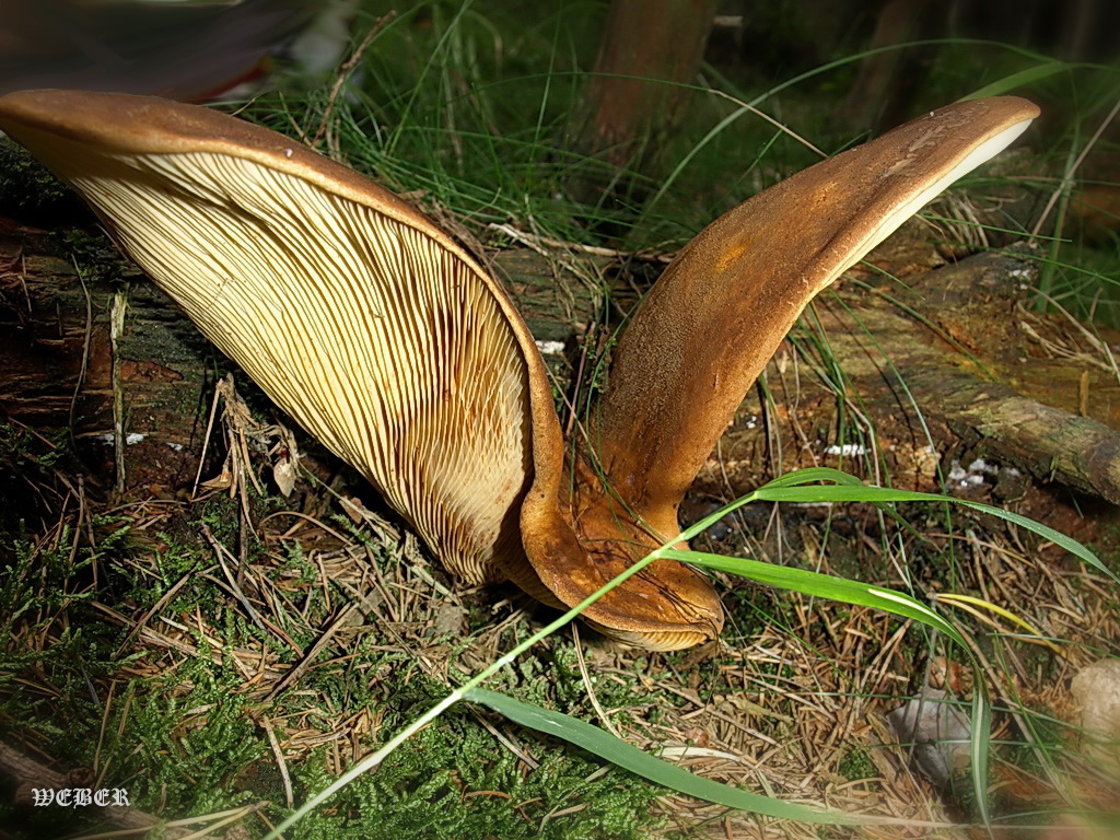 Und Pilze wollen fliegen