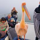 und platschdich stand der Pelikan mitten im Boot !