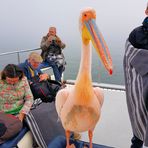 und platschdich stand der Pelikan mitten im Boot !