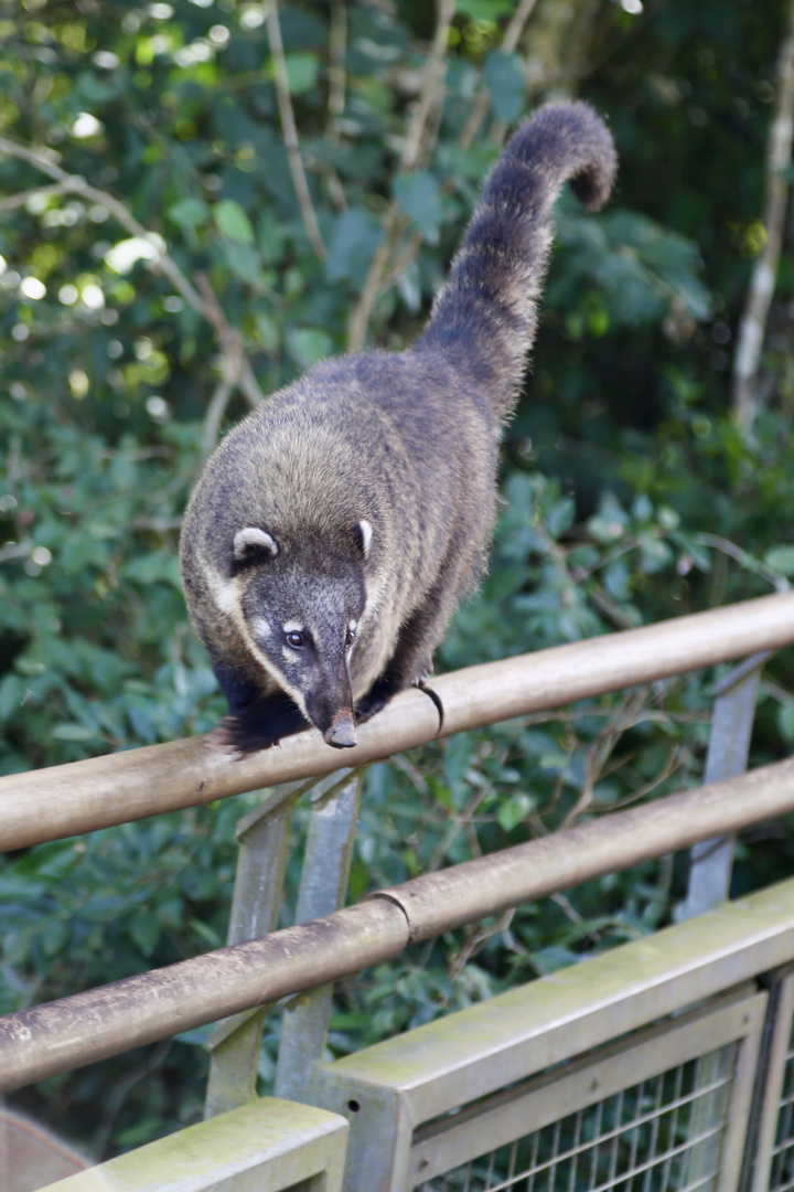 ... und plötzlich ein Nasenbär (I)