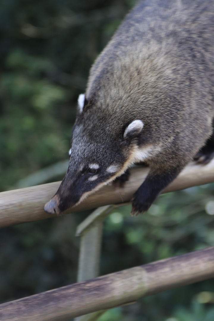 ... und plötzlich ein Nasenbär (II)