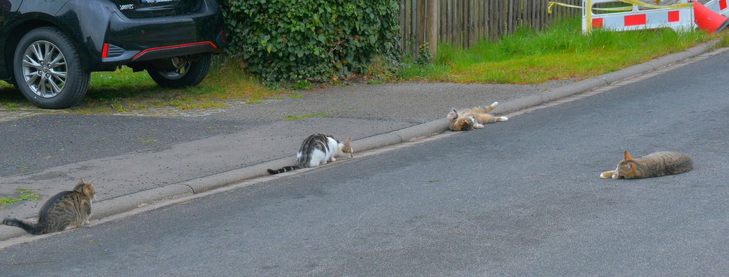 und plötzlich hatten wir 4 Katzen