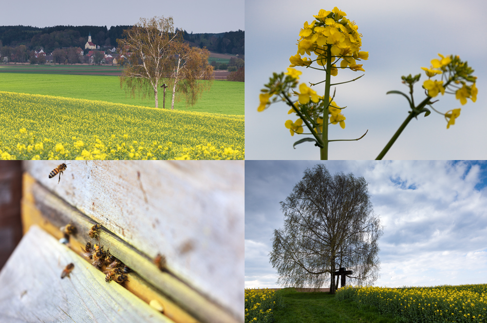 Und plötzlich ist Frühling ...