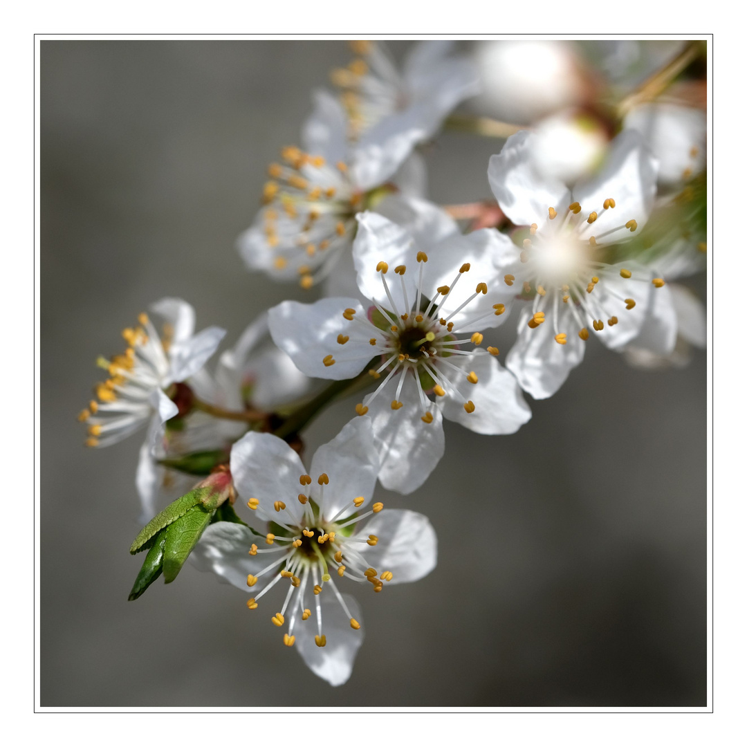 Und plötzlich ist Frühling I