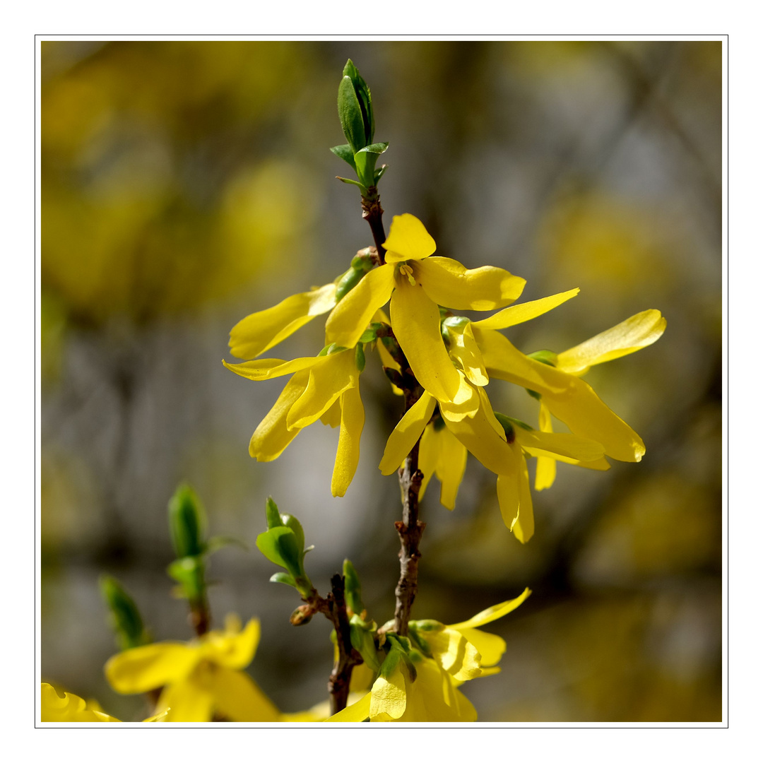 Und plötzlich ist Frühling II