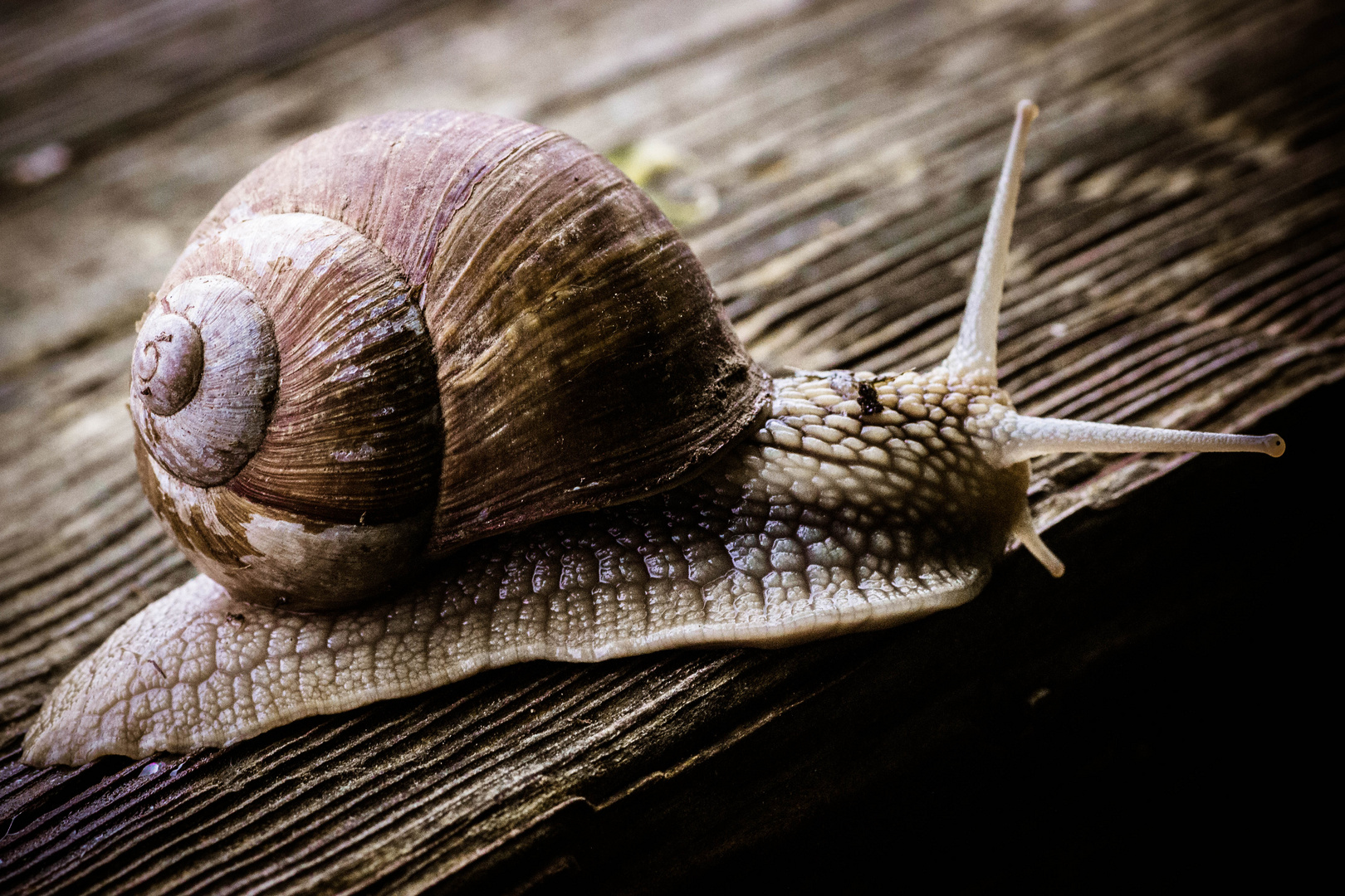 und plötzlich kam da eine Schnecke her gerast...