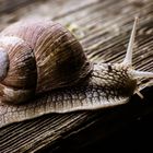 und plötzlich kam da eine Schnecke her gerast...