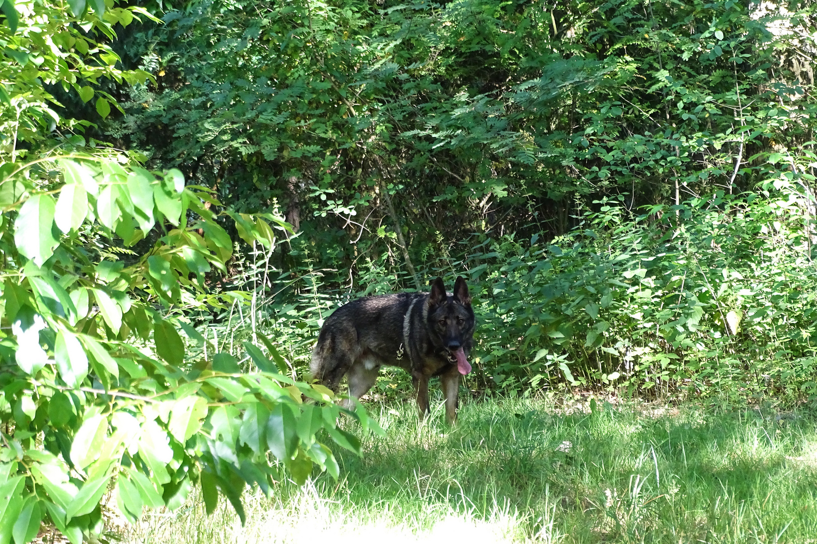 Und plötzlich kam uns ein Wolf entgegen....