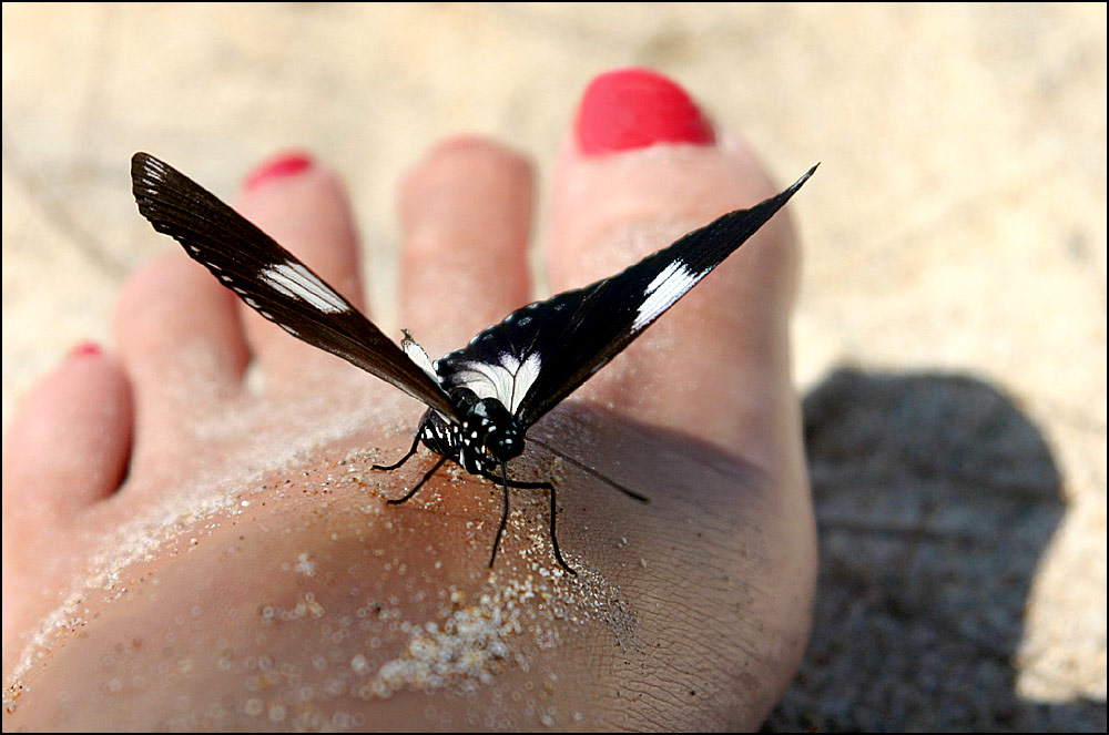 Und plötzlich landete der Schmetterling auf meinem Fuss...