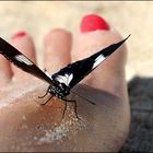 Und plötzlich landete der Schmetterling auf meinem Fuss...