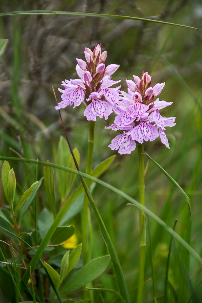 Und plötzlich Orchideen