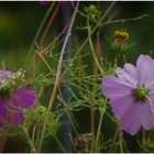 Und plötzlich vorbei war der lange Sommer