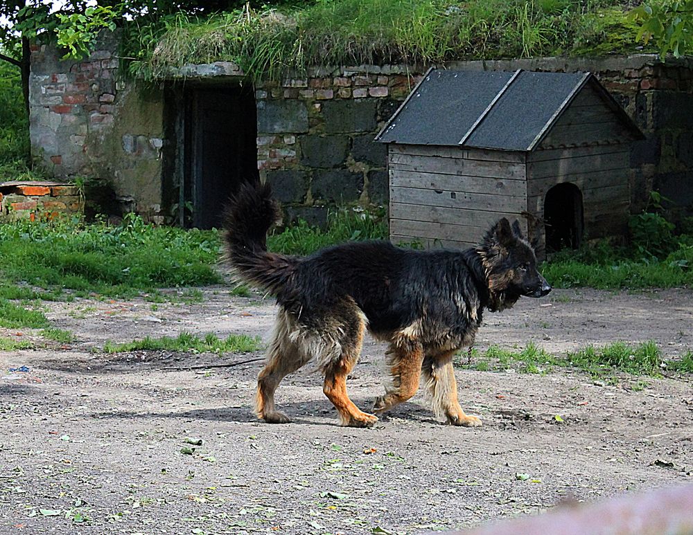 und plötzlich war da der Hund