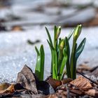 Und plötzlich war der Frühling da