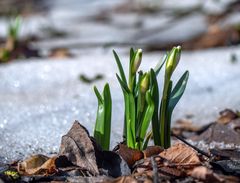 Und plötzlich war der Frühling da