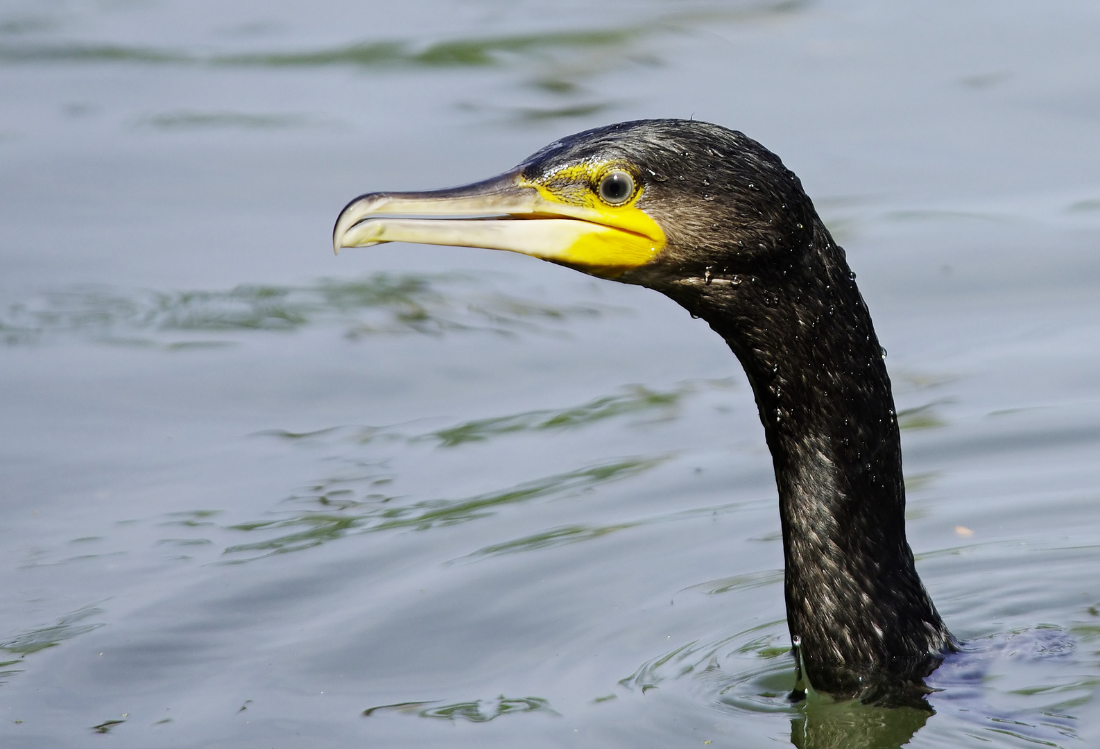 Und plötzlich war er da - junger Kormoran