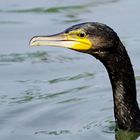 Und plötzlich war er da - junger Kormoran