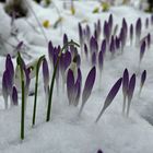 Und plötzlich war nochmal Winter