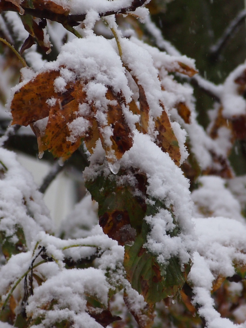 und plötzlich war Winter...