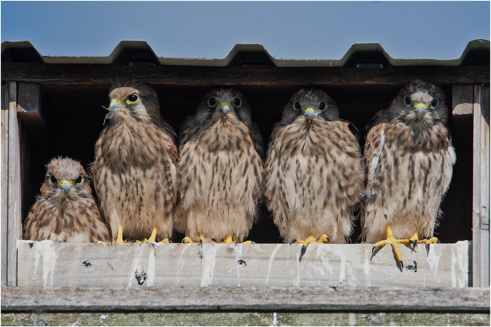 . . . und plötzlich waren es 5 Jungfalken, . . .