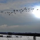 UND PLÖTZLICH WURDE ES NACHT....DER MOND ,DIE GÄNSE,UND DER LEUCHTENDE SCHNEE