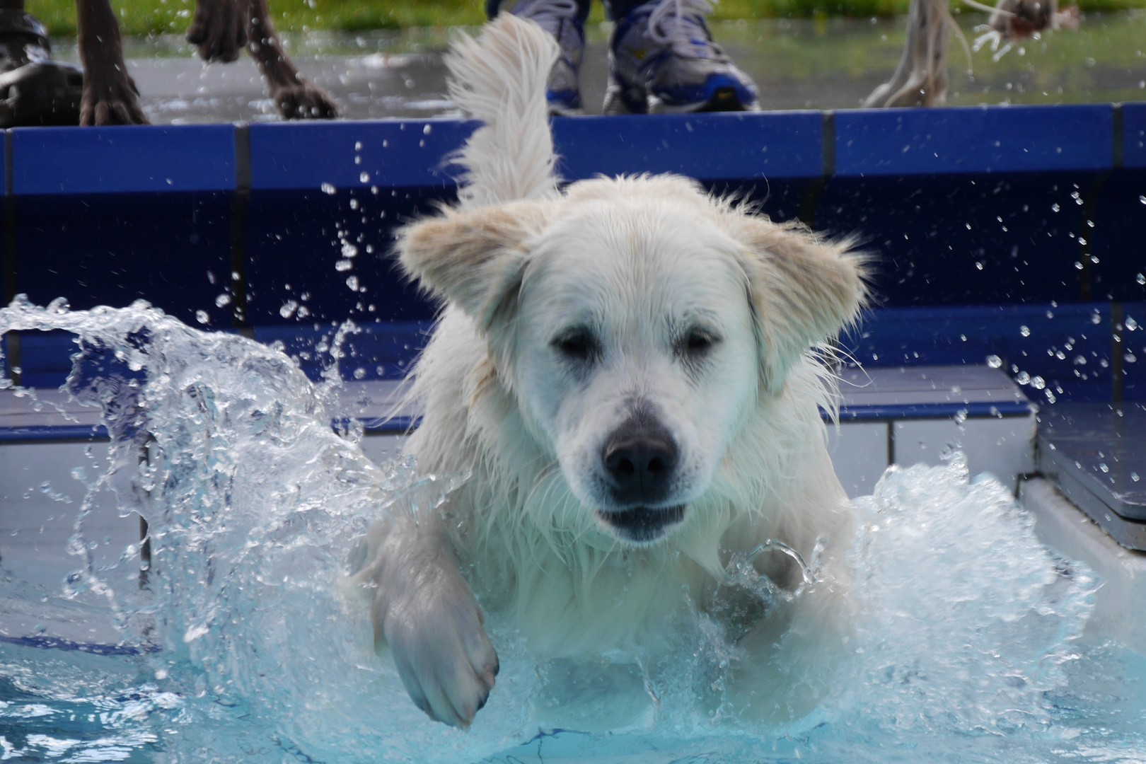 Und rein ins Wasser...Sir-Henry