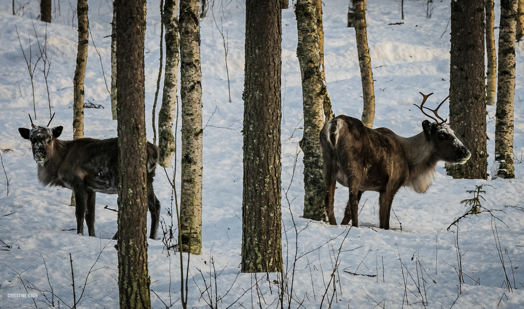 Und Rentiere gibt es auch in Lappland