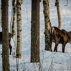 Und Rentiere gibt es auch in Lappland