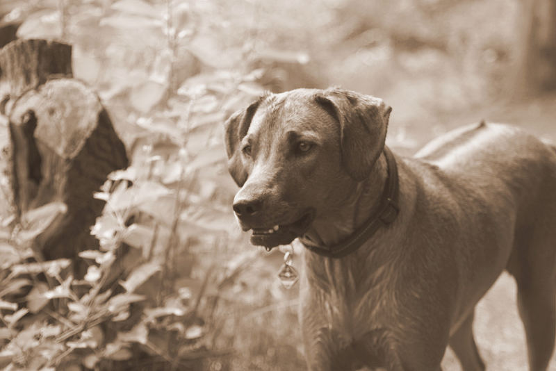 Und Ridgebacks schwimen doch !!!