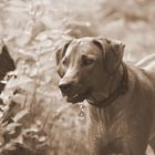 Und Ridgebacks schwimen doch !!!