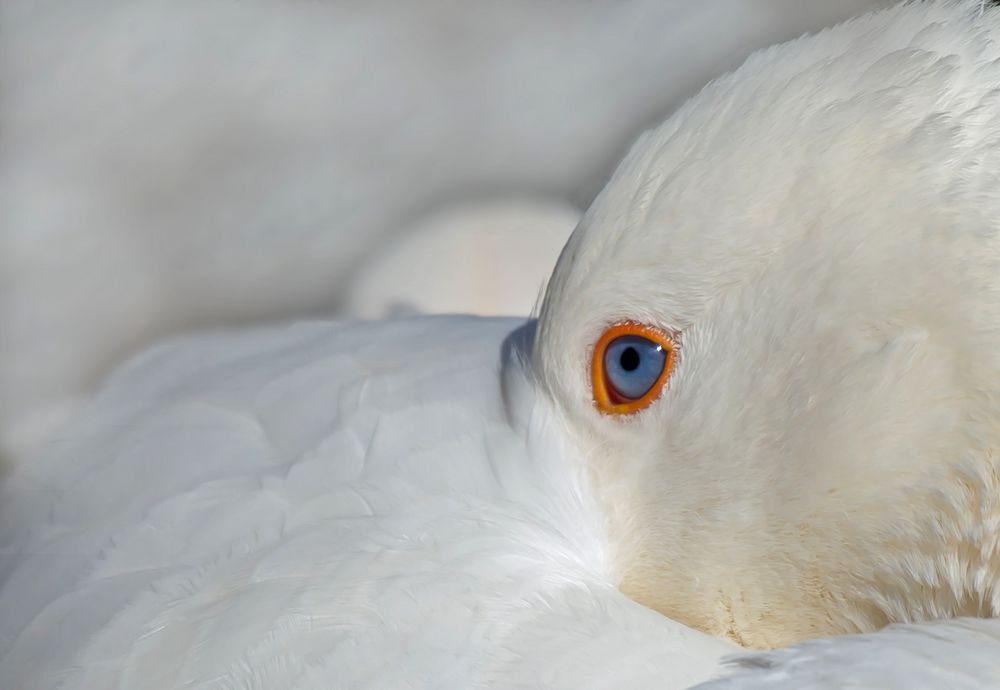 --- und schon bald fiel der Gans das Äuglein zu 