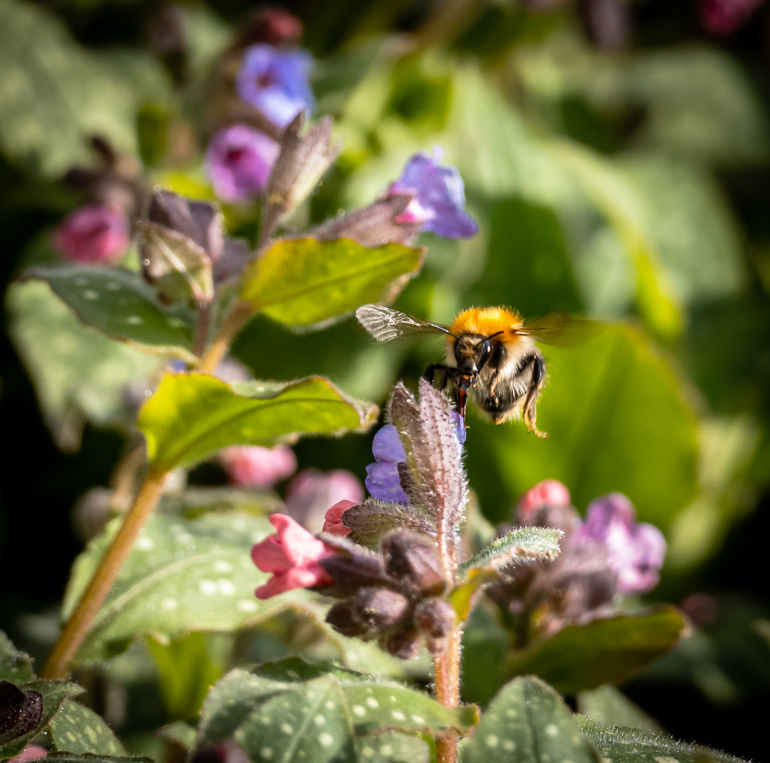 ... und schon geht's zur nächsten Blüte!