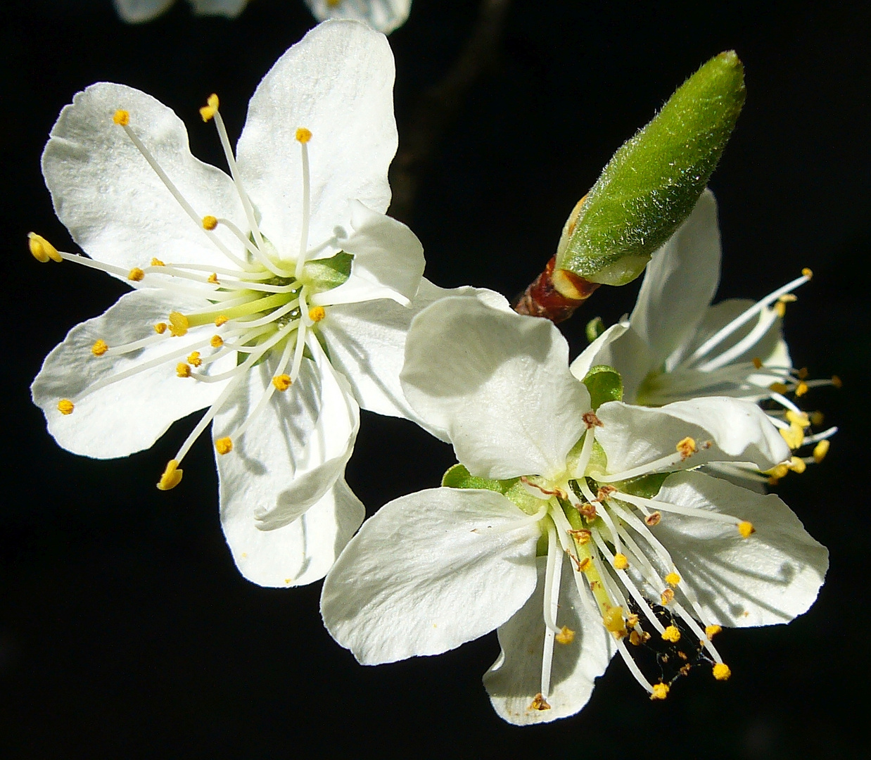 Und schon ist die Kirschblüte fast vorbei