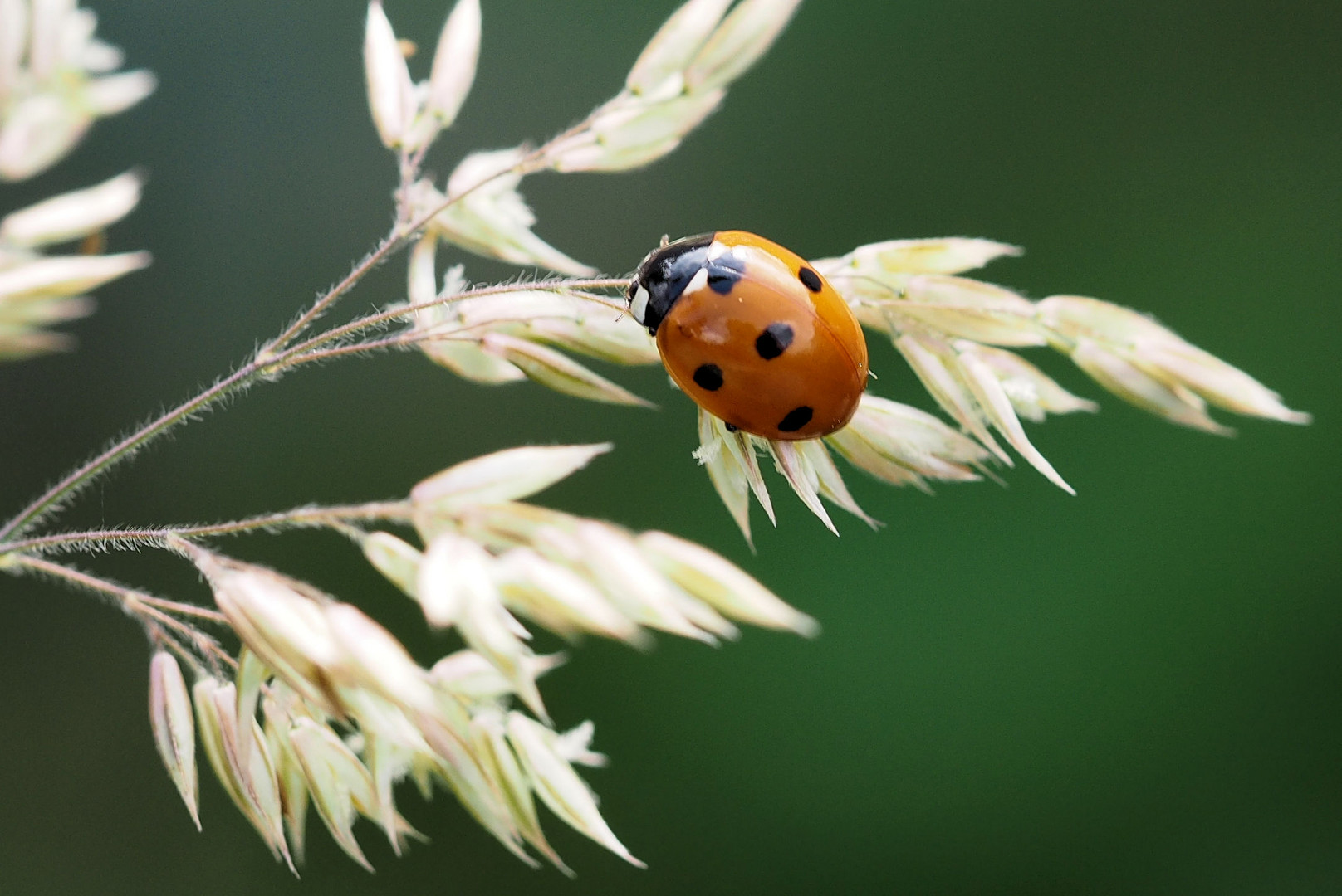 Und schon ist die Woche fast wieder rum. Foto & Bild fotos, makro