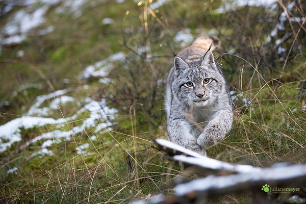 Und schon ist man Beute