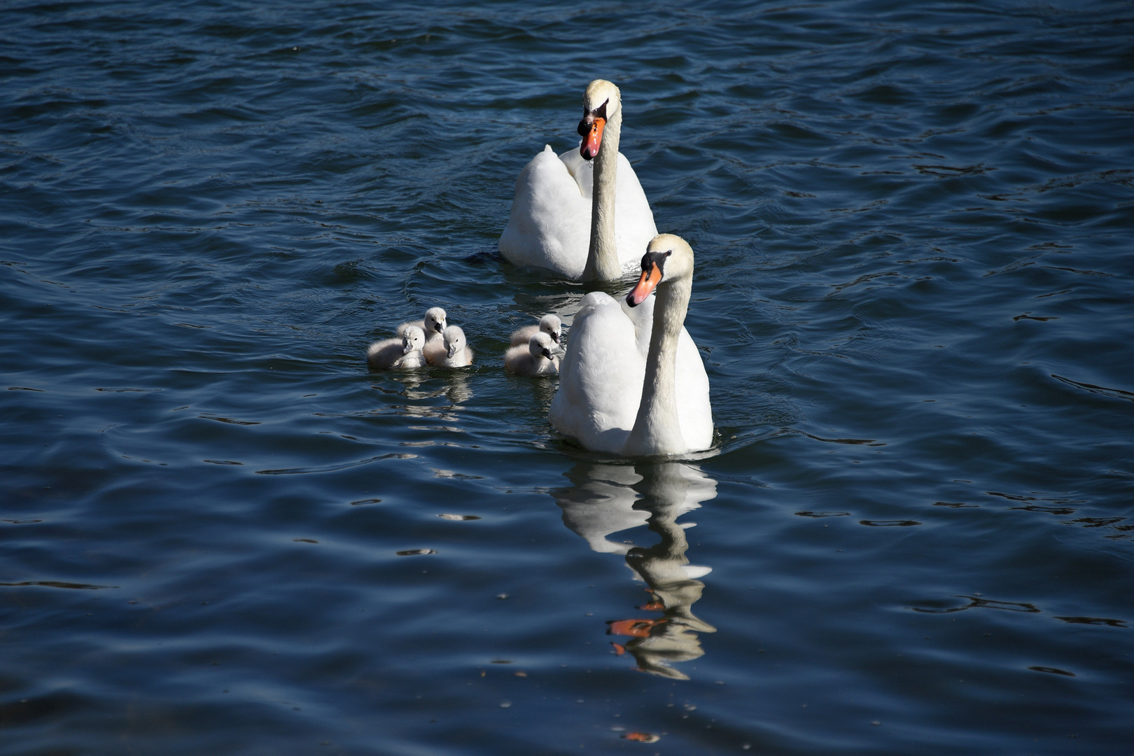 und schon schwimmen sie...