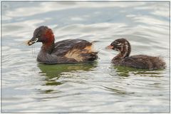 ... und schon schwimmt der Nachwuchs mit