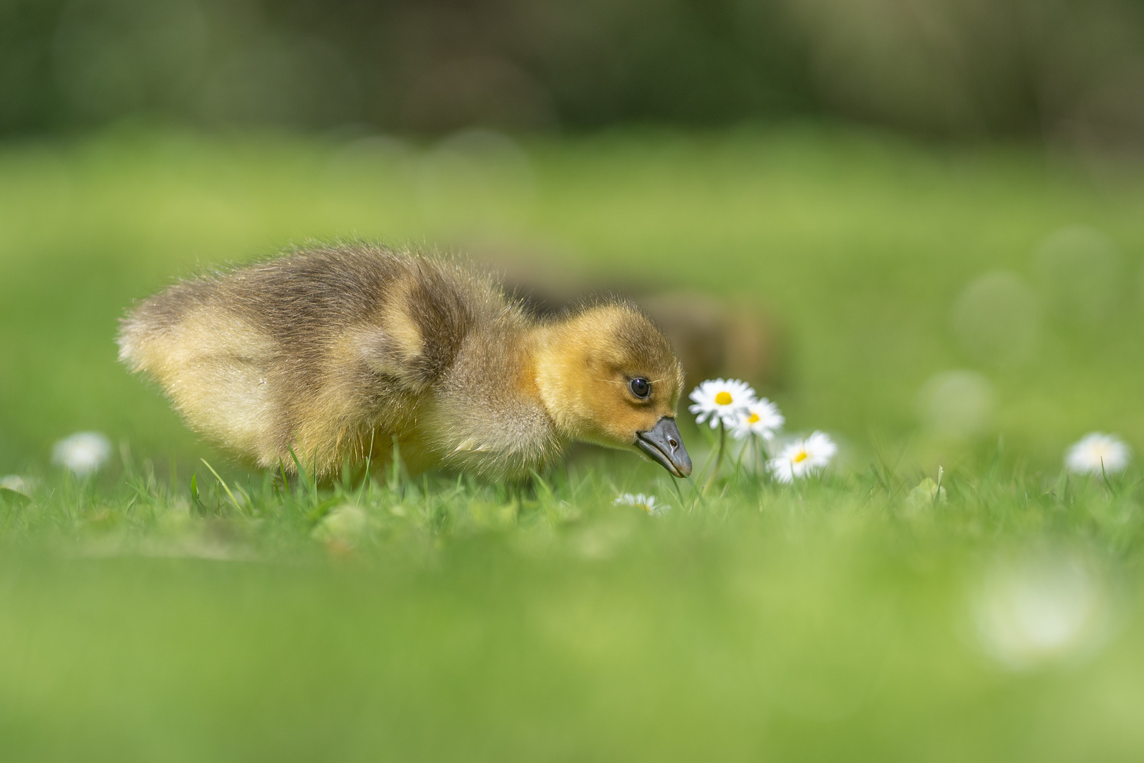 Und schon wieder ein Gänse Bild! :-)